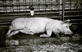 Big pig on a farm Royalty Free Stock Photo