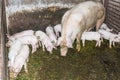 Big pig with its piglets in the barn Royalty Free Stock Photo