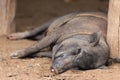 Big pig sleeping Royalty Free Stock Photo