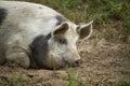 Big pig on a paddock Royalty Free Stock Photo