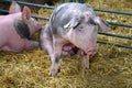 Big Pig Sty Farm Royalty Free Stock Photo