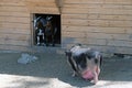 Big pig and two small goats on the farm in summer Royalty Free Stock Photo