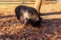 Big pig walking on farmyard Royalty Free Stock Photo