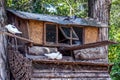 Big Pigeon bird house on tree in natural park or zoo Royalty Free Stock Photo