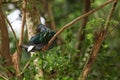 The big pigeon bird is rest in the garden Royalty Free Stock Photo