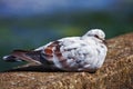 Big pigeon resting on a warm stone fence Royalty Free Stock Photo