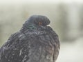 Big pigeon sits alone. close up Royalty Free Stock Photo