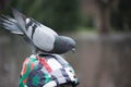 a big pigeon sits on a boy's head Royalty Free Stock Photo