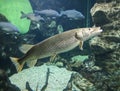 Big pike fish swims in the aquarium.