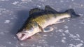 Big pike-perch on the ice Royalty Free Stock Photo