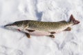 Big pike on the snow caught on winter fishing Royalty Free Stock Photo