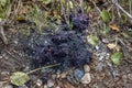 A big pile of black bear scat on hiking trail with berry seeds, Exit Glacier, Kenai Fjords National Park, Seward, Alaska, United Royalty Free Stock Photo