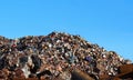 Big pile of cans, aluminum and scrap ferrous material under the sun, waiting to be recycled.