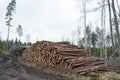 Pile of pulpwood in a forest