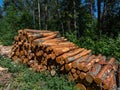 Big pile of cut down tree logs laying on the ground in a ditch in the forest on a sunny day. Deforestation concept Royalty Free Stock Photo