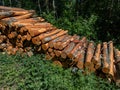 Big pile of cut down tree logs laying on the ground in a ditch in the forest on a sunny day. Deforestation concept Royalty Free Stock Photo