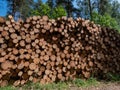 Big pile of cut down tree logs laying on the ground in the forest on a sunny day. Deforestation concept Royalty Free Stock Photo