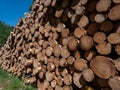 Big pile of cut down tree logs laying on the ground in the forest on a sunny day. Deforestation concept Royalty Free Stock Photo