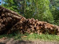 Big pile of cut down tree logs laying on the ground in the forest on a sunny day. Deforestation concept Royalty Free Stock Photo