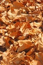 A Big Pile of Dry Brown Leaves