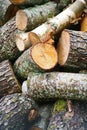 Big pile of firewood. Big pile of firewood for fireplace. sawn tree trunks red aspen and birch, piled in a heap Royalty Free Stock Photo