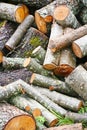Big pile of firewood. Big pile of firewood for fireplace. sawn tree trunks red aspen piled in a heap Royalty Free Stock Photo