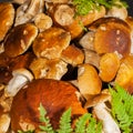 Big pile of fresh porcini mushrooms before cooking Royalty Free Stock Photo