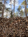 Big pile of freshly cut logs in a forest. Massive deforestation. Cut down trees in forest Royalty Free Stock Photo