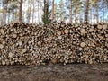 Big pile of freshly cut logs in a forest. Massive deforestation. Cut down trees in forest Royalty Free Stock Photo