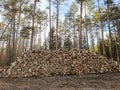 Big pile of freshly cut logs in a forest. Massive deforestation. Cut down trees in forest Royalty Free Stock Photo