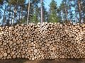 Big pile of freshly cut logs in a forest. Massive deforestation. Cut down trees in forest Royalty Free Stock Photo