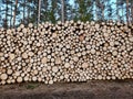 Big pile of freshly cut logs in a forest. Massive deforestation. Cut down trees in forest Royalty Free Stock Photo