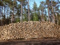 Big pile of freshly cut logs in a forest. Massive deforestation. Cut down trees in forest Royalty Free Stock Photo