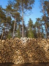 Big pile of freshly cut logs in a forest. Massive deforestation. Cut down trees in forest Royalty Free Stock Photo