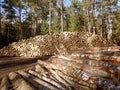 Big pile of freshly cut logs in a forest. Massive deforestation. Cut down trees in forest Royalty Free Stock Photo