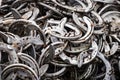 Big pile of large rusty old worn stainless steel silver metal lucky horse shoes and tacks nails removed by farrier Royalty Free Stock Photo