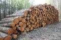 Big pile of logs in the woods. Royalty Free Stock Photo