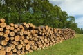 Big pile of oak wood in a forest