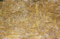 a big pile of old yellow hay straws on the ground Hay. Hay Bails. Seamless texture hay, straw. Hay Background. Straw Royalty Free Stock Photo