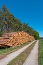 Big pile of pine tree firewood stocked at the forest border near a road after logging, Germany Royalty Free Stock Photo