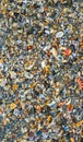 Big pile with small shells and other sea life on the beach for background and wallpaper. Mixed colorful seashells on seashore.