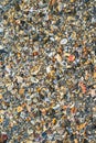 Big pile with small shells and other sea life on the beach for background and wallpaper. Mixed colorful seashells on seashore.