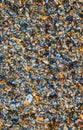 Big pile with small shells and other sea life on the beach for background and wallpaper. Mixed colorful seashells on seashore. Royalty Free Stock Photo