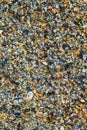 Big pile with small shells and other sea life on the beach for background and wallpaper. Mixed colorful seashells on seashore.