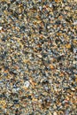 Big pile with small shells and other sea life on the beach for background and wallpaper. Mixed colorful seashells on seashore. Royalty Free Stock Photo