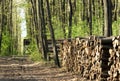 Big pile of wood in the forest Royalty Free Stock Photo