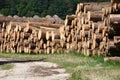 Big pile of wood near the tourist road