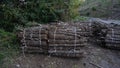 Big pile of wooden logs, holm oak Royalty Free Stock Photo