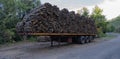 Big pile of wooden logs, holm oak Royalty Free Stock Photo