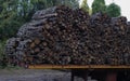 Big pile of wooden logs, holm oak Royalty Free Stock Photo